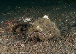 BD-090926-Lembeh-9264261-Synanceia-verrucosa.-Bloch---Schneider.-1801-[Stonefish.-Stenfisk].jpg